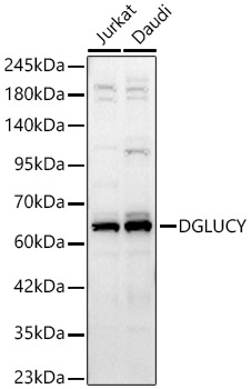 DGLUCY Rabbit polyclonal antibody
