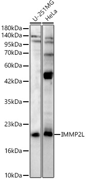 IMMP2L Rabbit polyclonal antibody