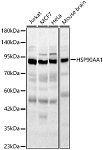 Western blot - HSP90AA1 Rabbit pAb (A23880)