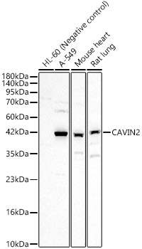 CAVIN2 Rabbit polyclonal antibody