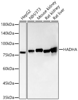 [KO Validated] HADHA Rabbit monoclonal antibody