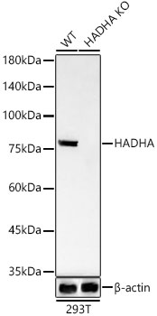 [KO Validated] HADHA Rabbit monoclonal antibody