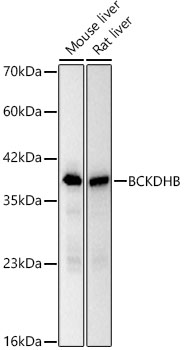 BCKDHB Rabbit monoclonal antibody