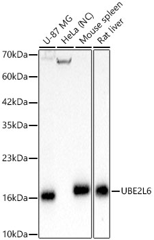 UBE2L6 Rabbit monoclonal antibody