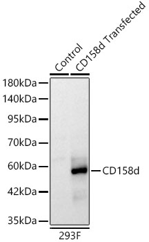 KIR2DL4 Rabbit monoclonal antibody