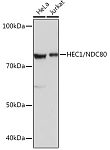 Western blot - HEC1/NDC80 Rabbit mAb (A2392)