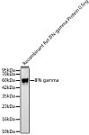 Western blot - IFN gamma Rabbit PolymAb® (A23925)