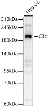 C3c Rabbit polyclonal antibody