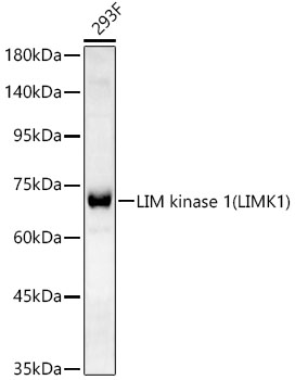 LIM kinase 1(LIMK1) Rabbit monoclonal antibody