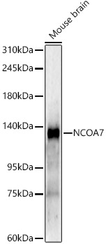 NCOA7 Rabbit monoclonal antibody