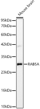 RAB5A Rabbit monoclonal antibody