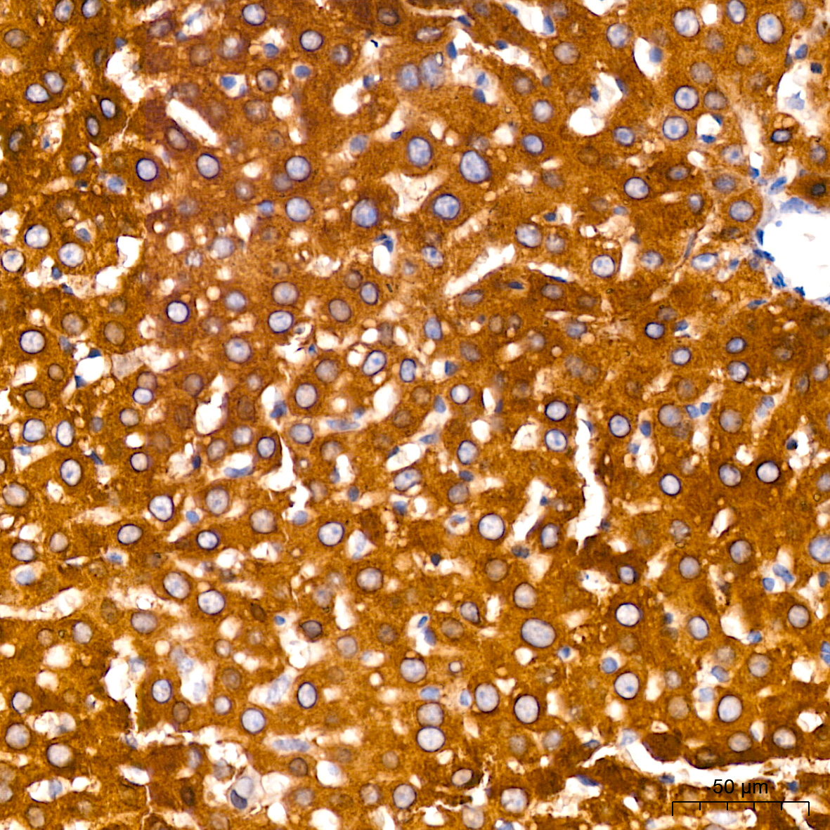 RAB5A Rabbit monoclonal antibody