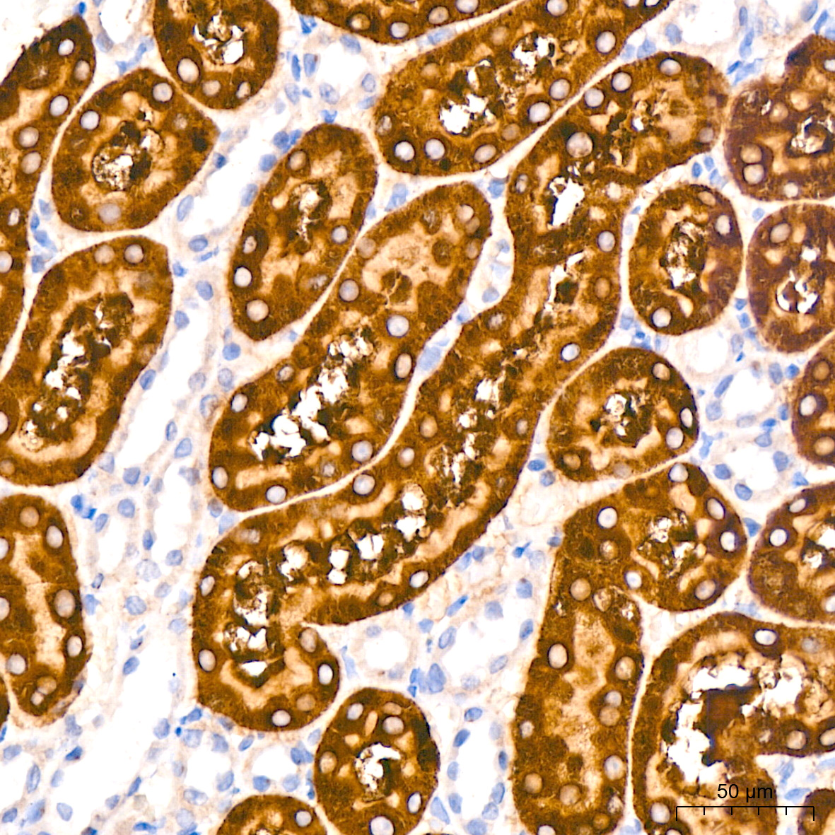 RAB5A Rabbit monoclonal antibody