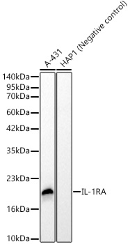 IL-1RA Rabbit monoclonal antibody
