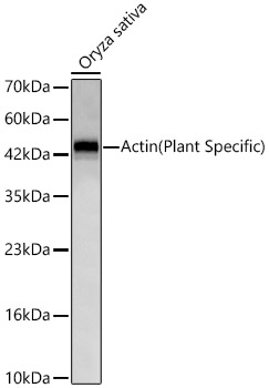 Actin(Plant Specific) Rabbit monoclonal antibody
