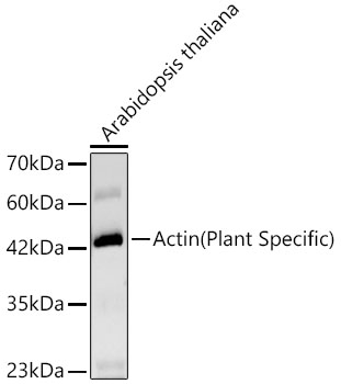 Actin(Plant Specific) Rabbit monoclonal antibody