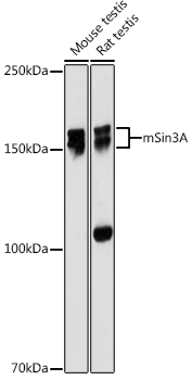 mSin3A Rabbit monoclonal antibody