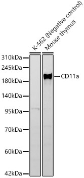 CD11a Rabbit monoclonal antibody