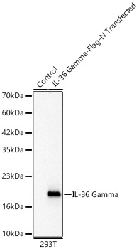 IL-36 Gamma Rabbit monoclonal antibody