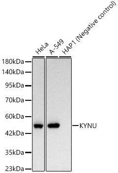 KYNU Rabbit monoclonal antibody