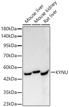 KYNU Rabbit monoclonal antibody