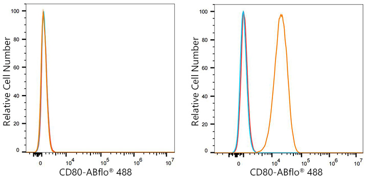 ABflo[R] 488 Rabbit anti-Mouse CD80/B7-1 monoclonal antibody