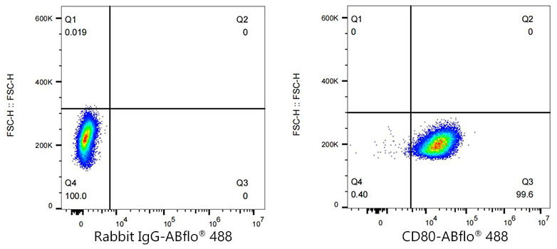 ABflo[R] 488 Rabbit anti-Mouse CD80/B7-1 monoclonal antibody
