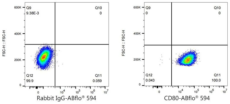 ABflo[R] 594 Rabbit anti-Mouse CD80/B7-1 monoclonal antibody