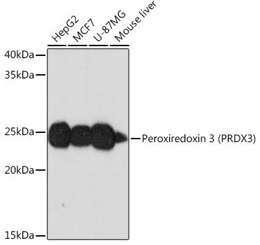 Peroxiredoxin 3 (PRDX3) Rabbit monoclonal antibody