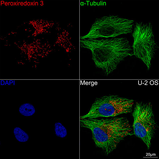 Peroxiredoxin 3 (PRDX3) Rabbit monoclonal antibody