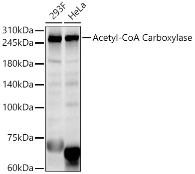 Acetyl-CoA Carboxylase Rabbit pAb