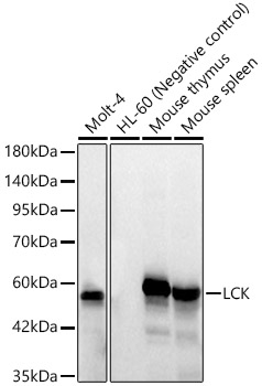 LCK Rabbit monoclonal antibody