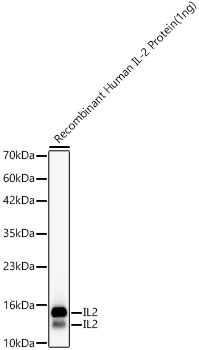 IL2 Rabbit monoclonal antibody
