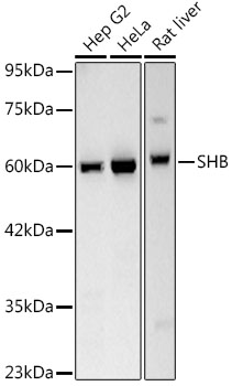 SHB Rabbit monoclonal antibody