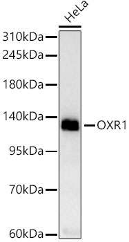 OXR1 Rabbit monoclonal antibody