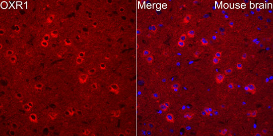 OXR1 Rabbit monoclonal antibody