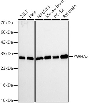14-3-3 zeta/YWHAZ Rabbit monoclonal antibody