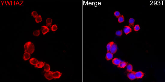 14-3-3 zeta/YWHAZ Rabbit monoclonal antibody