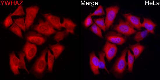 14-3-3 zeta/YWHAZ Rabbit monoclonal antibody