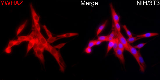 14-3-3 zeta/YWHAZ Rabbit monoclonal antibody