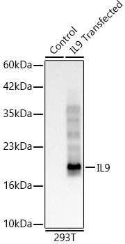 IL9 Rabbit monoclonal antibody