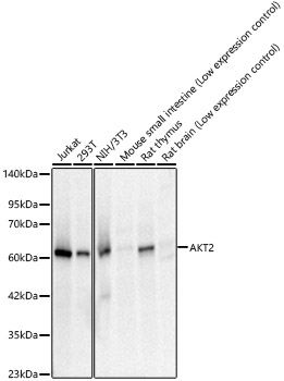 AKT2 Rabbit monoclonal antibody