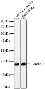 Claudin 6 Rabbit monoclonal antibody