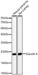 Western blot - Claudin 6 Rabbit mAb (A24011)