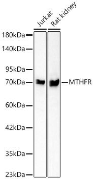 MTHFR Rabbit monoclonal antibody