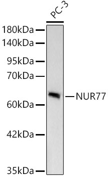 [KD Validated] NUR77 Rabbit monoclonal antibody
