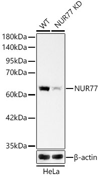 [KD Validated] NUR77 Rabbit monoclonal antibody