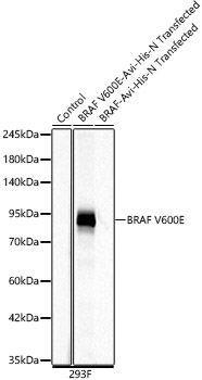 BRAF V600E Rabbit monoclonal antibody