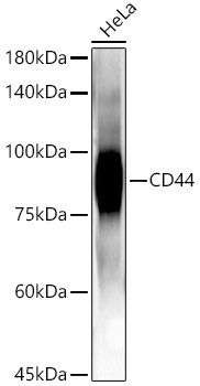 CD44 Rabbit monoclonal antibody