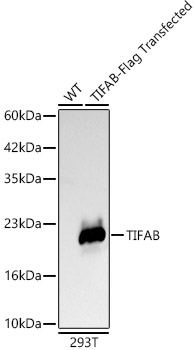 [KD Validated] TIFAB Rabbit monoclonal antibody